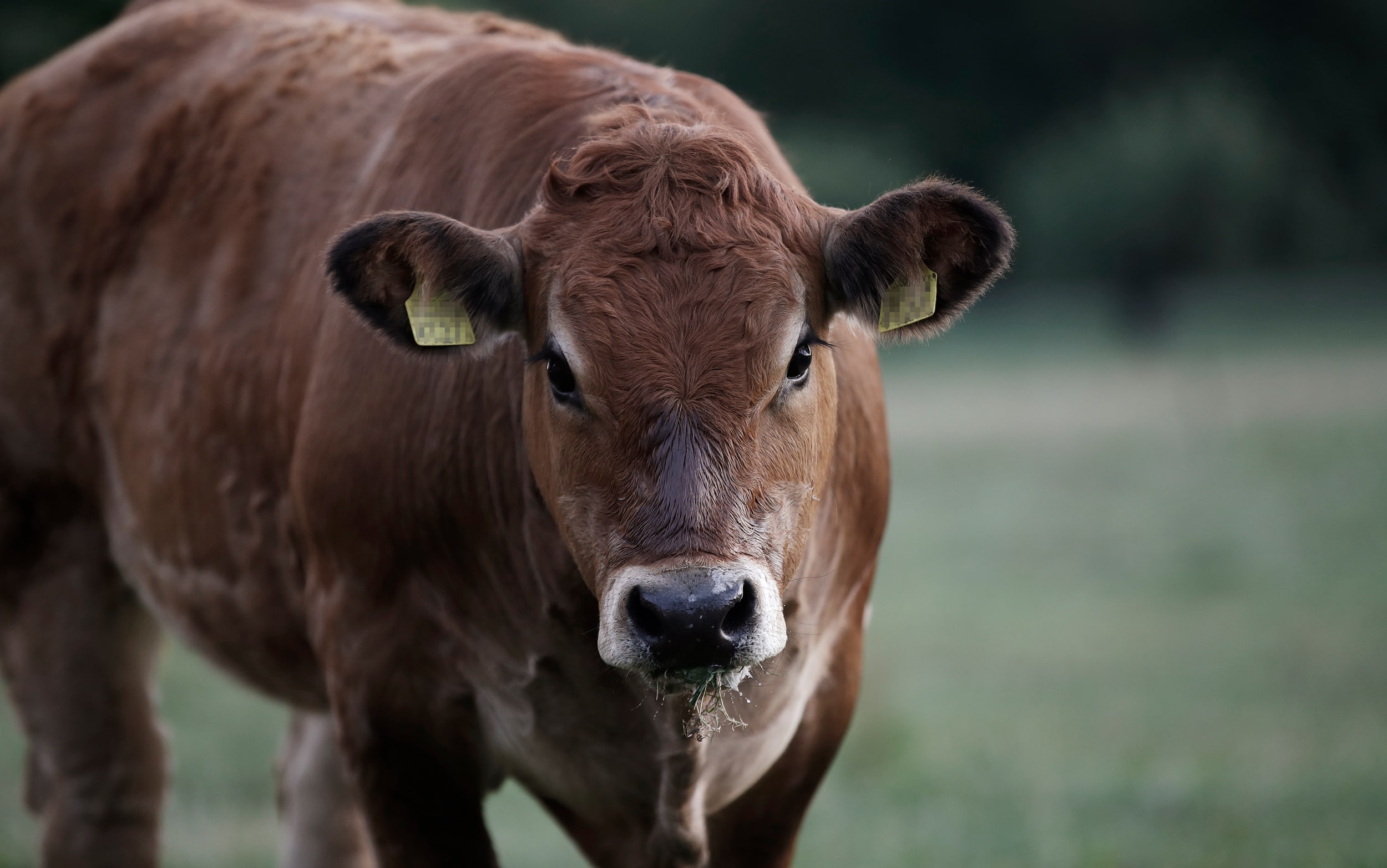 Vonwyl Fleisch Ettiswil – Fleischlieferanten