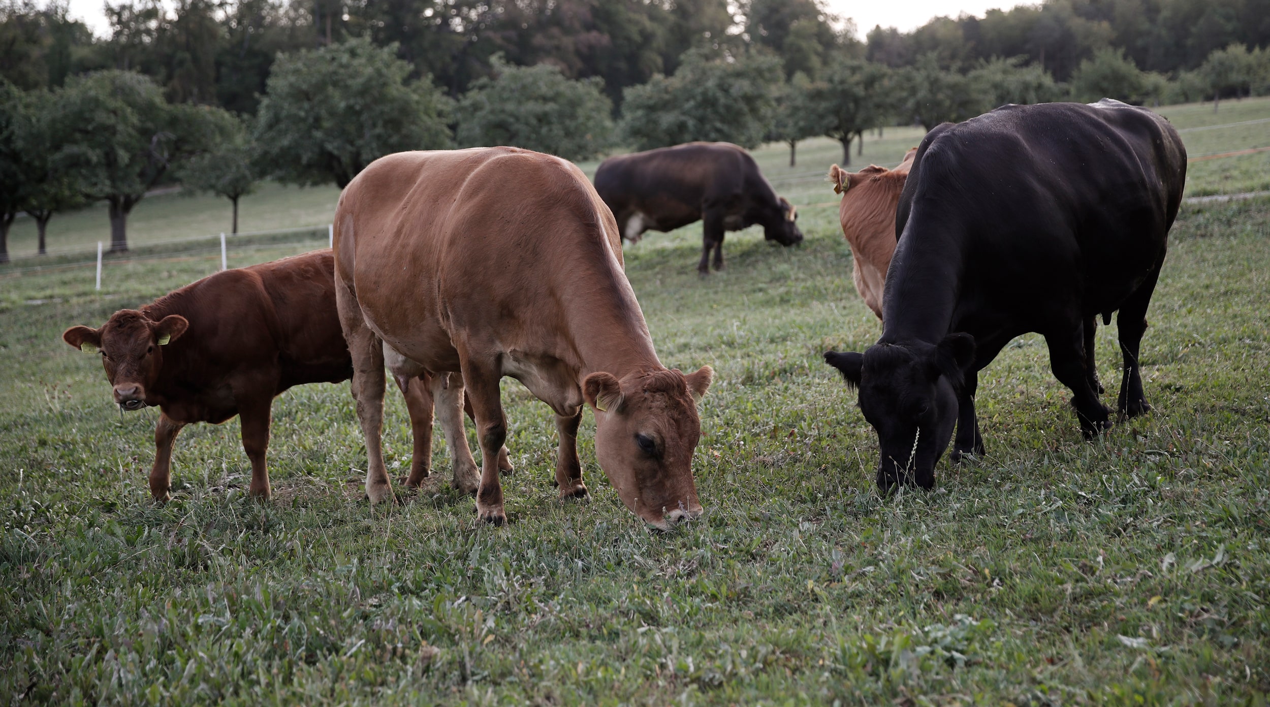 Vonwyl Fleisch Ettiswil – Unsere Werte