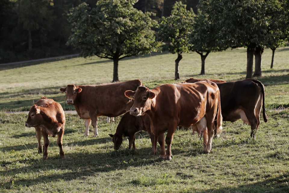 Vonwyl Fleisch Ettiswil – Fleischhandel